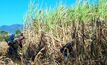 Philippines to mandate national sugar fuel use