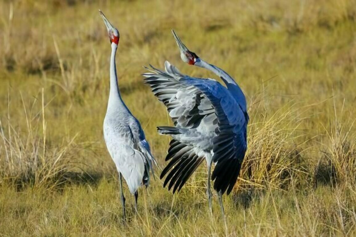 Want to see Australia's rare and remarkable species for yourself? Here are 10 standout spots