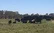 Grants available for cattle biosecurity projects in WA