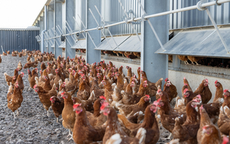 Welsh farmers plea for GB-wide housing order 