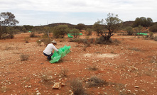  Sampling at Torian's Mt Stirling project near Leonora