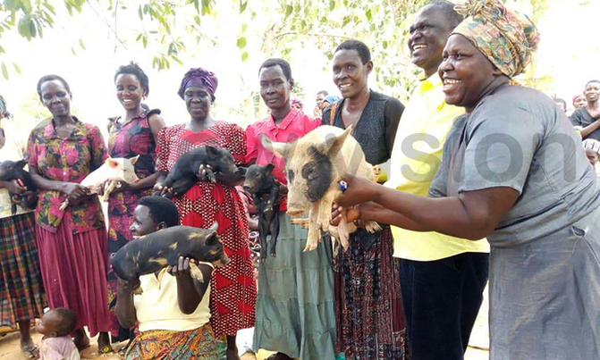 Serere farmers grappling with suspected swine fever outbreak Serere farmers grappling with suspected swine fever outbreak