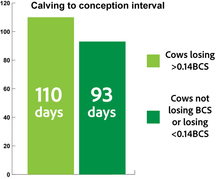 The camera offers a reliable accuracy on body conditioning scoring can positively impact cow reproduction.