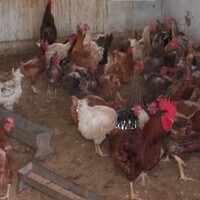J-K: Udhampur poultry farms take preventive steps amid heatwave