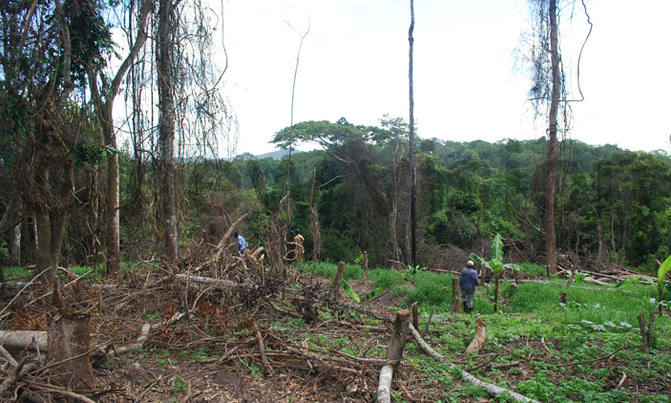 Sh23b needed for forest boundary marking Sh23b needed for forest boundary marking