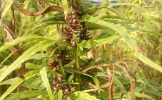 Licence extended for regulated hemp growers