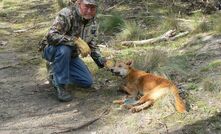 Extra wild dog baiting in Vic