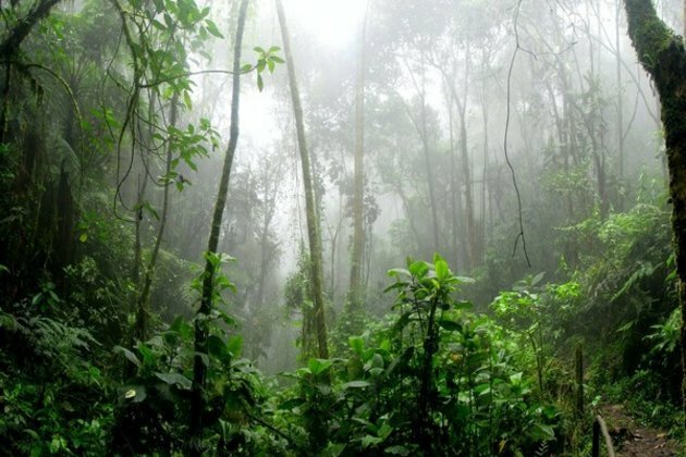 Scanty rain: Amazon even more vulnerable than previously thought