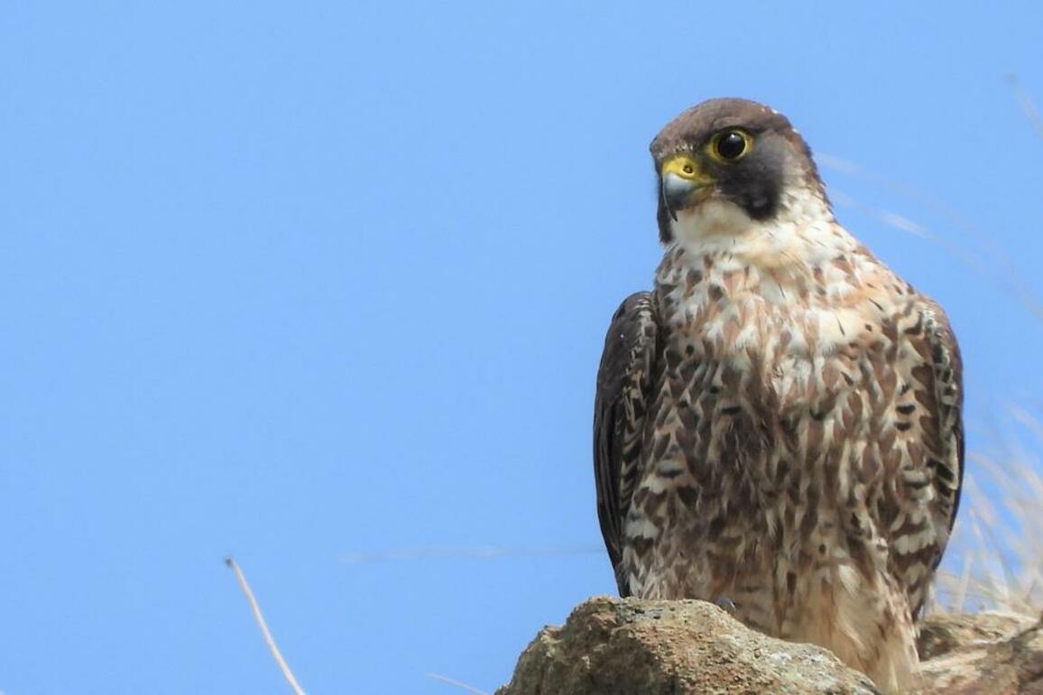 Drones used to monitor falcons across Northern Ireland