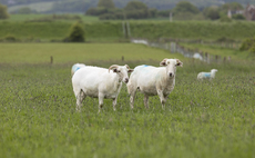 Essex Wildlife Trust discovers the benefits of grazing Wiltshire Horn sheep