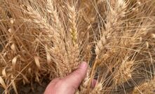 Grain prices are nothing to get excited about. 