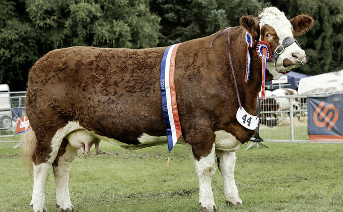 Beef inter-breed and Simmental champion, Annick Ginger's Lucia, from Reece and Andrew Simmers, Keith.