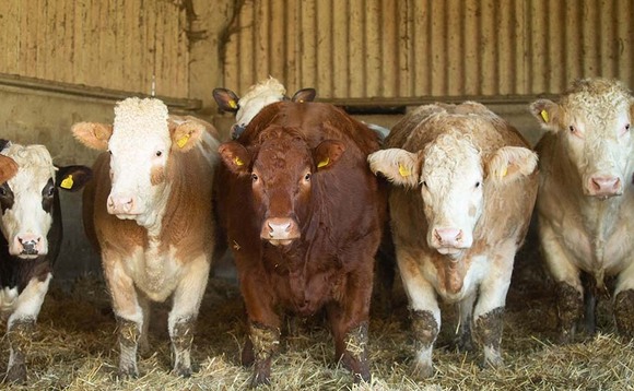 Food production working hand in hand with nature on Buckinghamshire beef and sheep farm