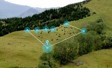 Cattle grazing within the confines of a virtual fence, allowing improved pasture management. 