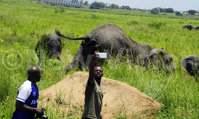 In pictures: Taking selfies with elephants In pictures: Taking selfies with elephants