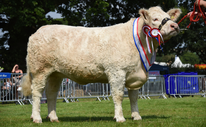 Charolais claim beef inter-breed at Burwarton show