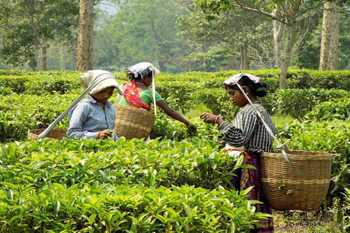 Paused tariffs offer no relief to US tea importers hit by steep costs
