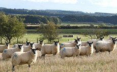 Fitting fur and feather into the arable rotation