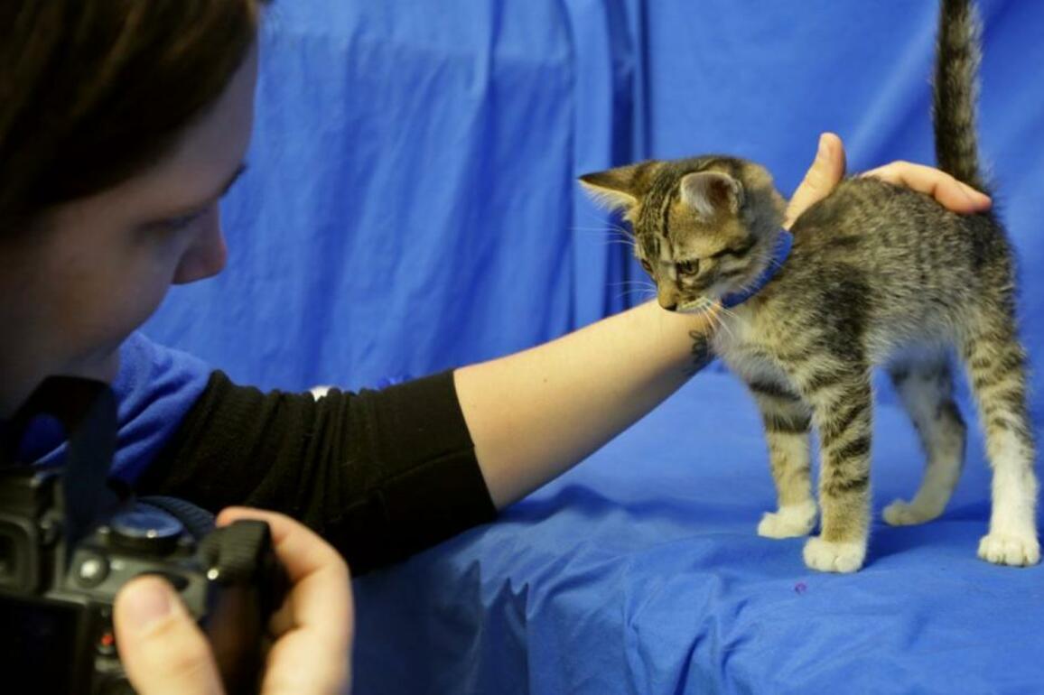 APA plans new shelter, clinic in north St. Louis County