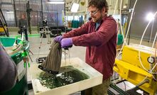 Sponge could revolutionise spill clean-up