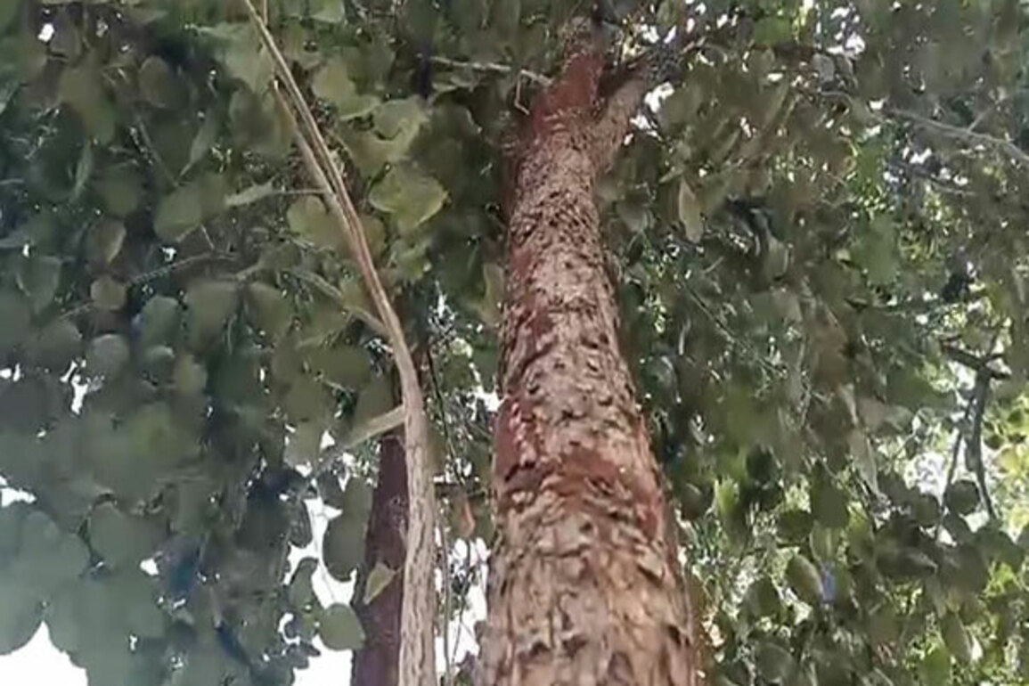 Odisha's Red sanders jungle loses thousands of trees in 33 Years, needs conservation efforts