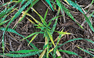 National survey finds that Wheat Dwarf Virus is now widespread in UK