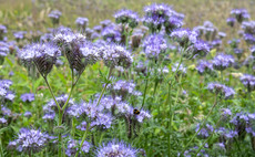 How one Staffordshire grower farms with biology at the centre