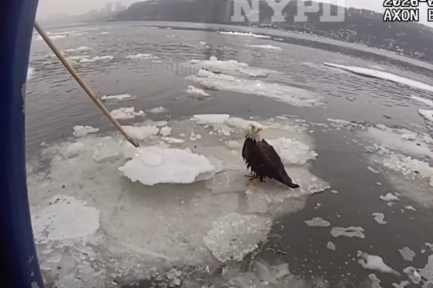 Bodycam video shows NYPD cops rescue injured bald eagle stranded on Hudson River ice float