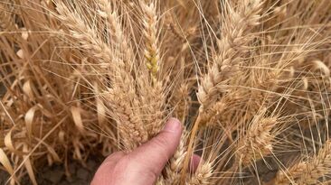 The USDA has released its latest global grain and oilseeds projections.