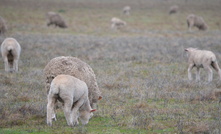 Sheep producers now have access to new scanning and pregnancy resources for sheep.