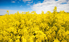 Growers 'must understand ways they can manage risk' when re-introducing OSR onto farm