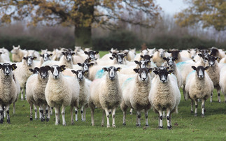 Sheep special: DIY faecal egg counts proving successful for North Yorkshire farmers