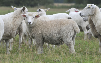 Nine lambs killed in dog attack at Welsh farm