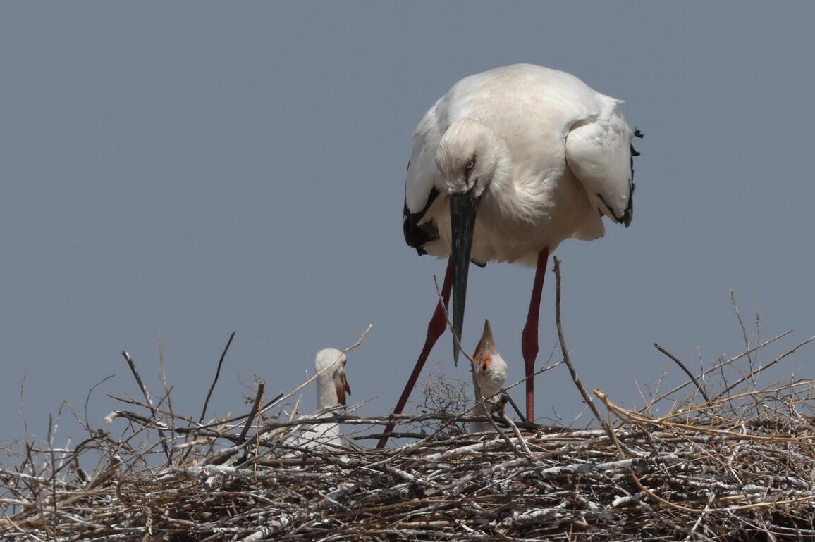 #CHINA-HEILONGJIANG-MIGRANT BIRDS-CHICKS (CN)