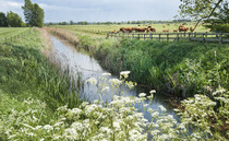 Farming making 'real progress' on pollution, says Environment Agency report