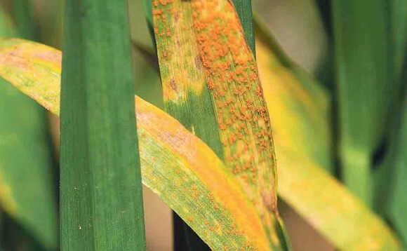 Yellow rust continues to trouble wheat crops