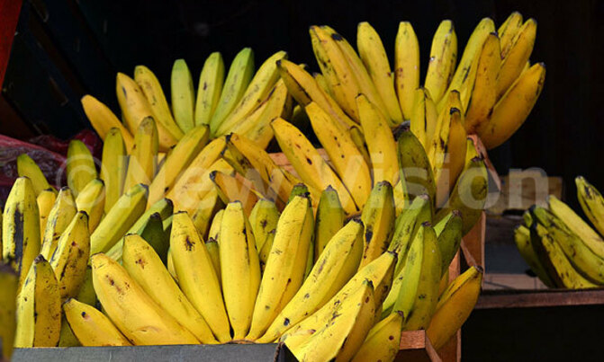 Market latest: Banana prices still up Market latest: Banana prices still up