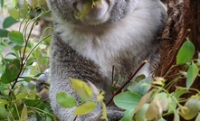 Queensland koala mauls Russian bear