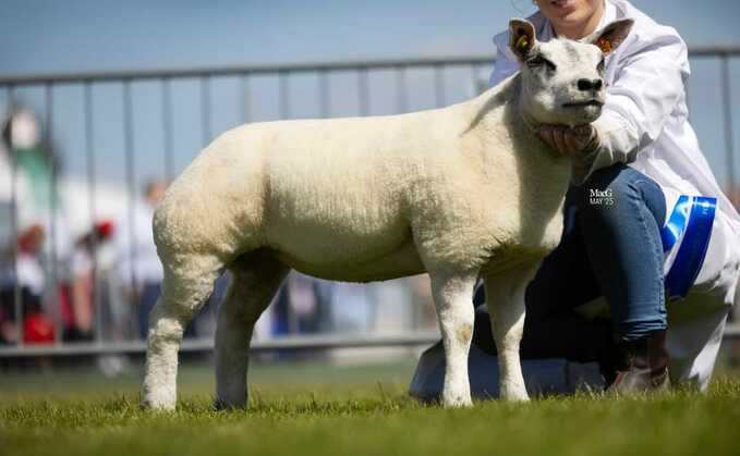 Beltex ewe lamb, Vicky's Little Lady, from J. Ferguson, Co Down, which sold for £6,000. Beltex ewe lamb, Vicky's Little Lady, from J. Ferguson, Co Down, which sold for £6,000.