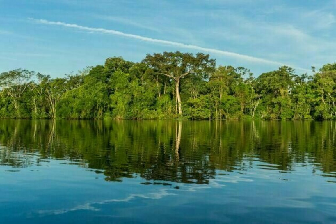 Governors are leading the fight against climate change and deforestation around the world, filling a void left by presidents