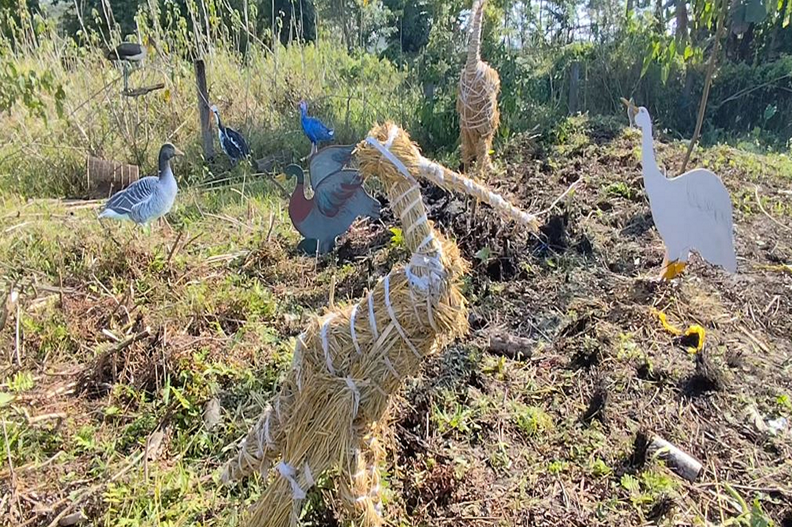 Assam's Majuli hosts 'Charaichung Festival' to revive Asia's first protected royal bird sanctuary
