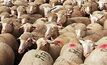 Mass sheep deaths confirmed