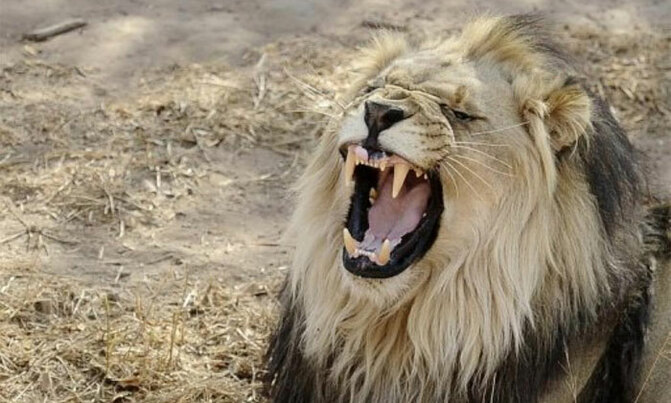 Poachers mauled to death by lions on game reserve Poachers mauled to death by lions on game reserve