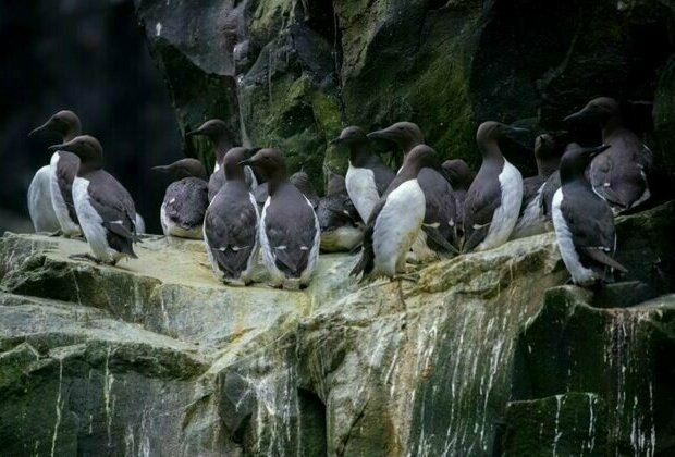 A Marine Heatwave Killed 4 Million of Alaska's Murre Seabirds