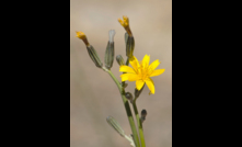  WA skeleton weed program aims to eradicate the pest and stop its spread. Photo credit: DPRID.