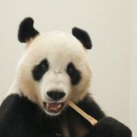 SichuanMosaics | New giant panda base starts trial operation in SW China
