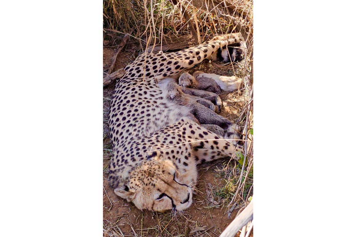 Total cheetah population in India reaches 53 after five cubs born at Kuno National Park