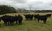 Trials on King Island showed the many factors influencing the incidences of dark cutting in grass-fed cattle. 