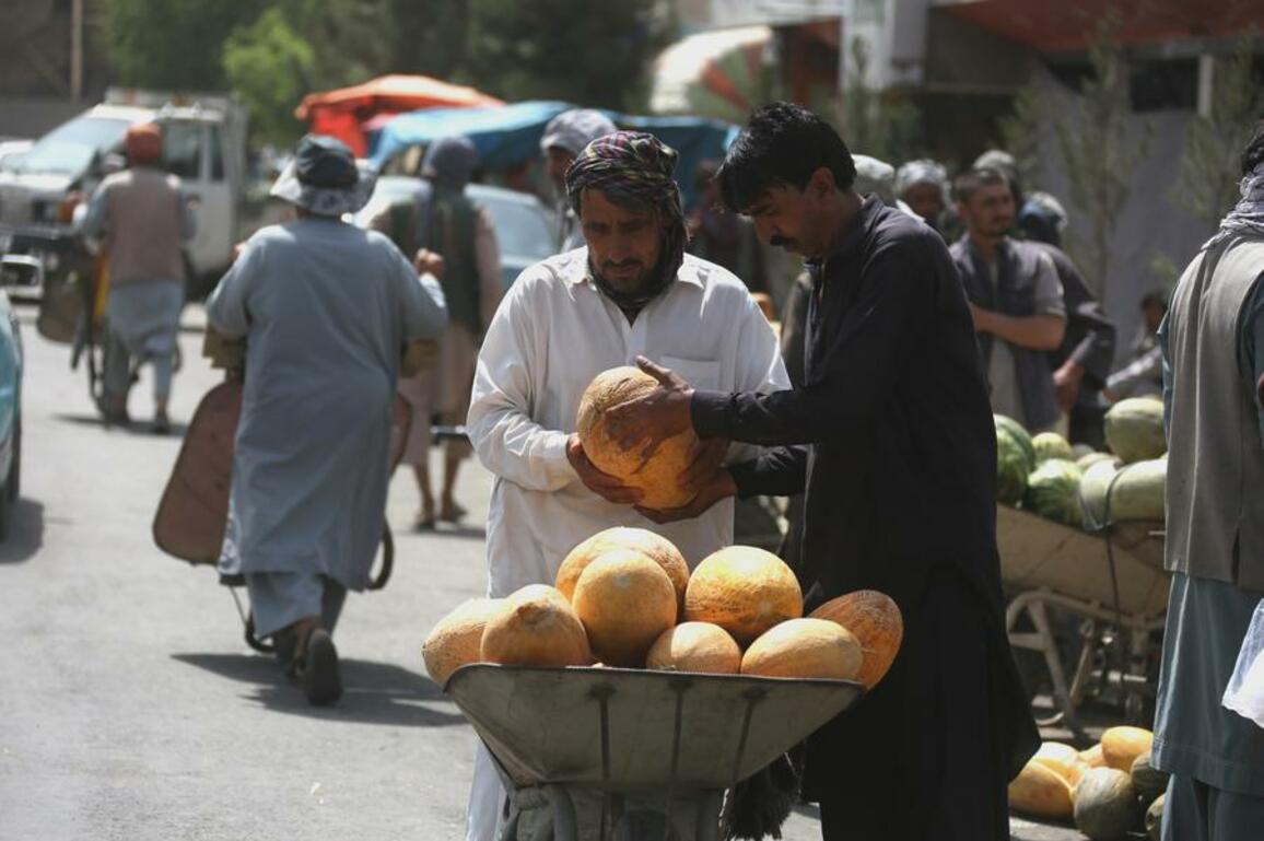 Asia Album: Organic melons ripe in Afghanistan