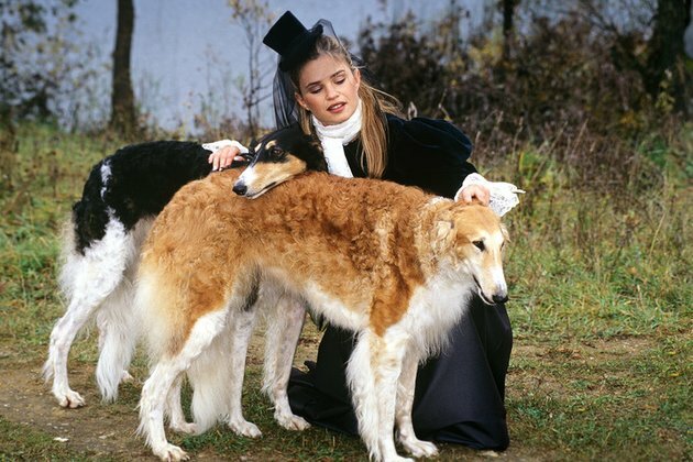4 Russian dogs that were bred to hunt bears and wolves